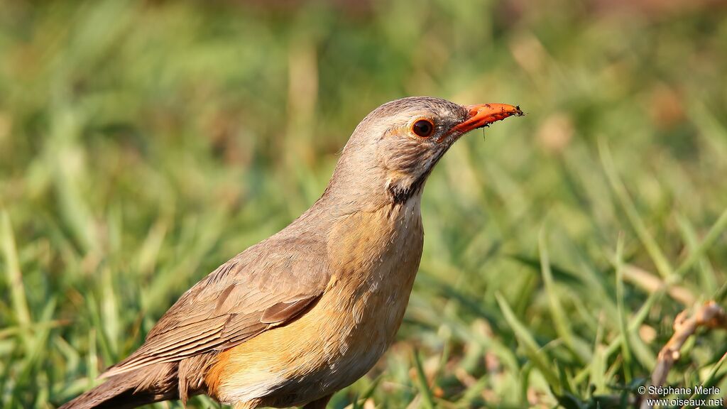 Kurrichane Thrush