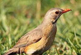 Kurrichane Thrush