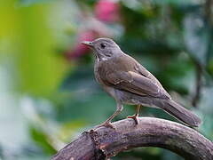 Pale-breasted Thrush