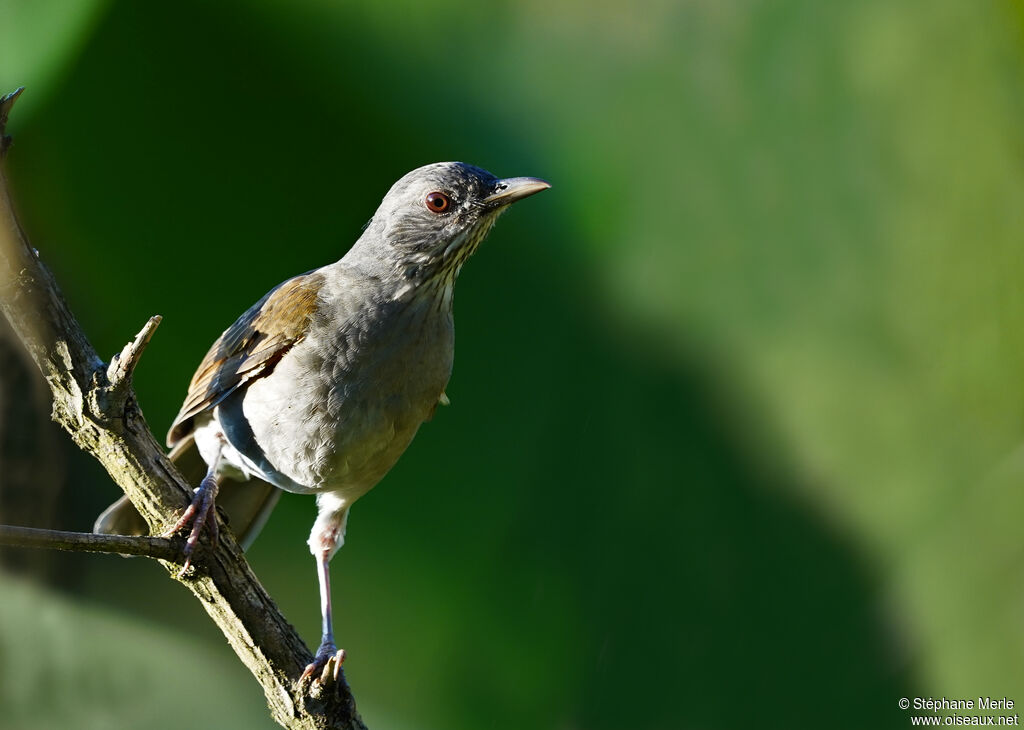 Pale-breasted Thrush