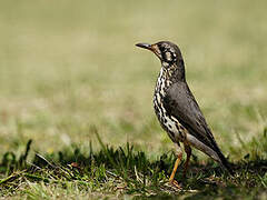 Groundscraper Thrush