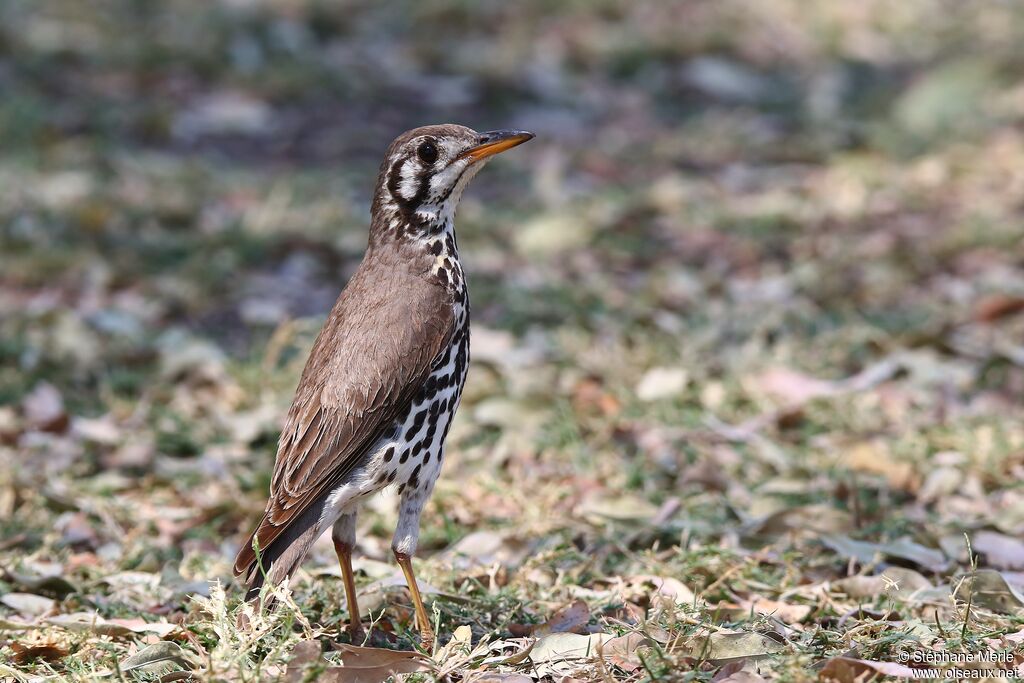 Groundscraper Thrush