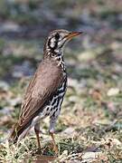 Groundscraper Thrush