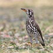 Groundscraper Thrush