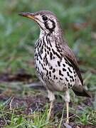 Groundscraper Thrush