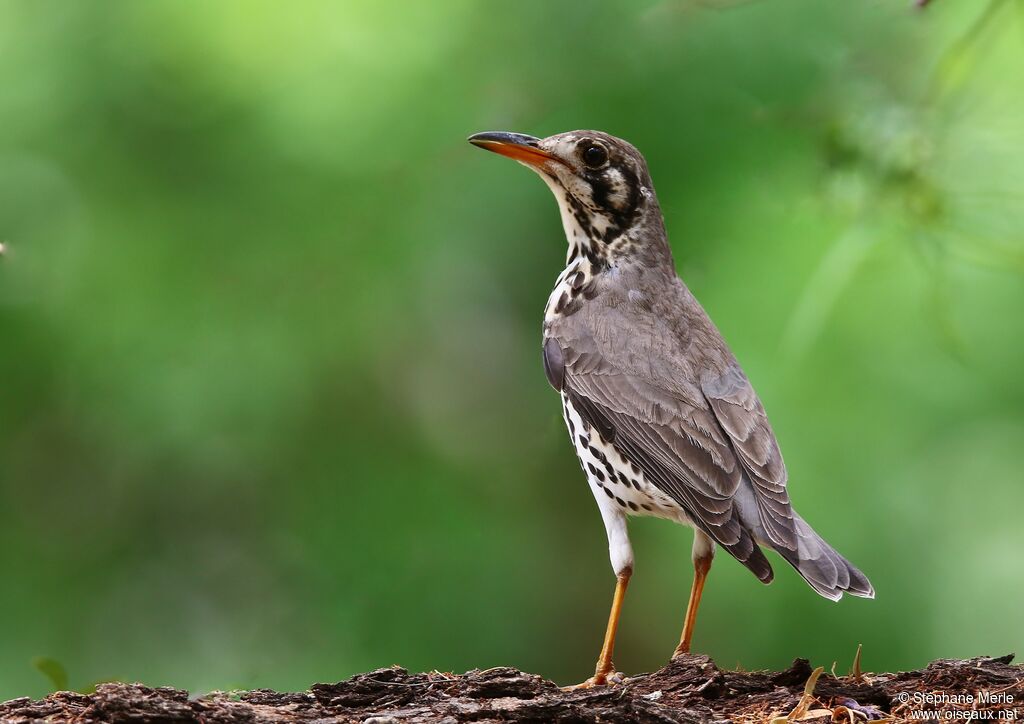 Groundscraper Thrush