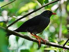 Glossy-black Thrush