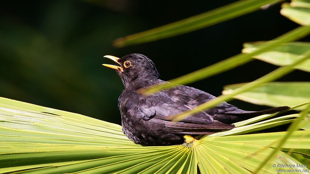 Common Blackbird male adult