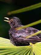 Common Blackbird