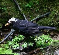 Common Blackbird