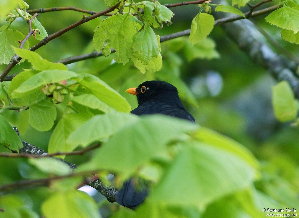 Common Blackbird