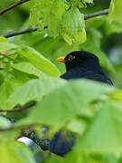 Common Blackbird