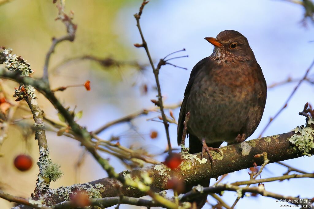 Common Blackbird female