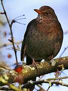 Common Blackbird