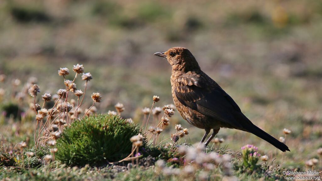 Common Blackbirdimmature