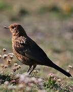 Common Blackbird