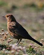 Common Blackbird