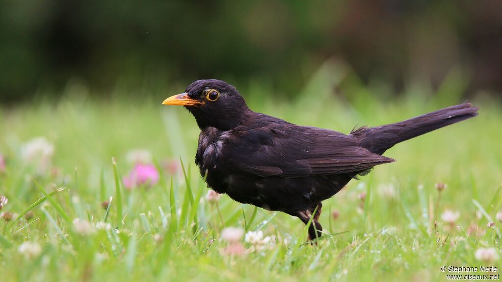 Common Blackbird male