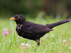 Common Blackbird