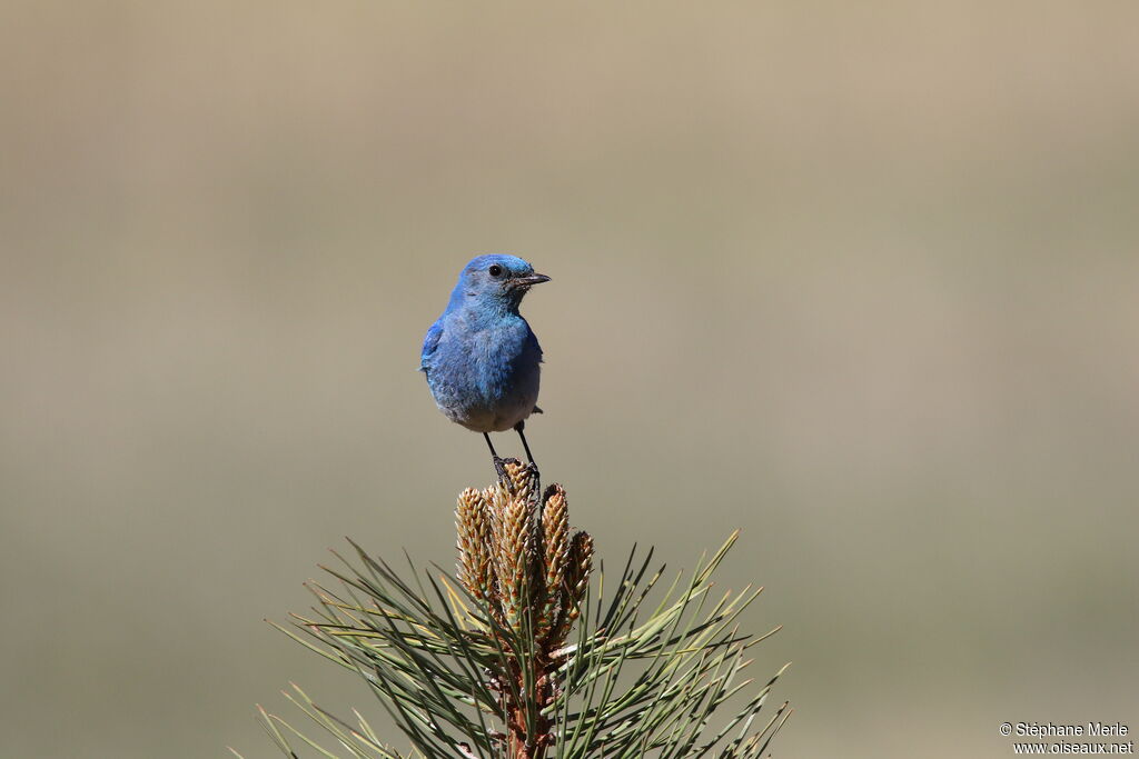 Mountain Bluebird male adult