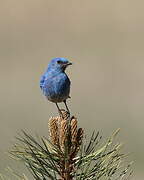 Mountain Bluebird