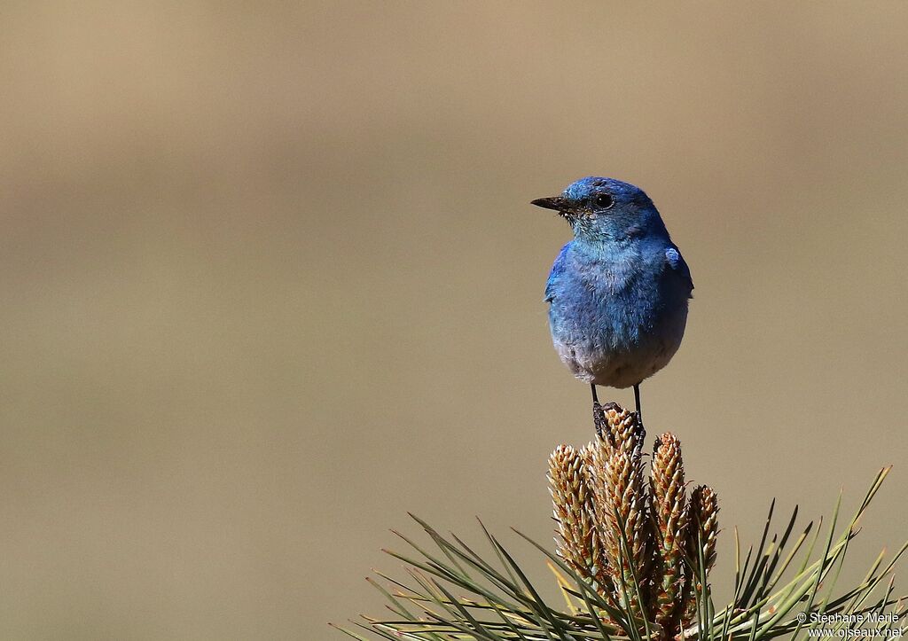 Mountain Bluebird male adult