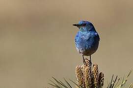 Mountain Bluebird