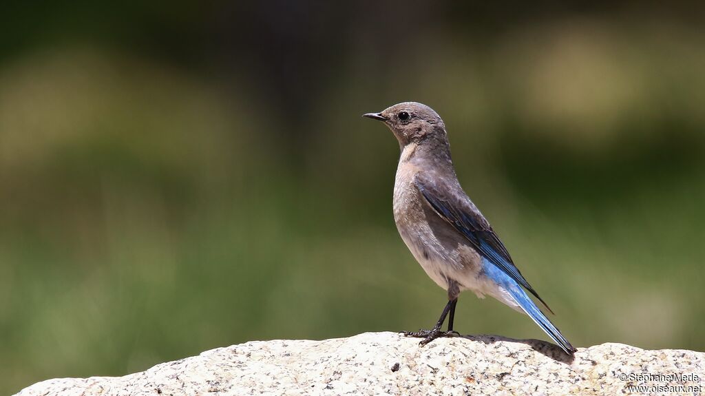 Mountain Bluebird female adult