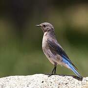 Mountain Bluebird