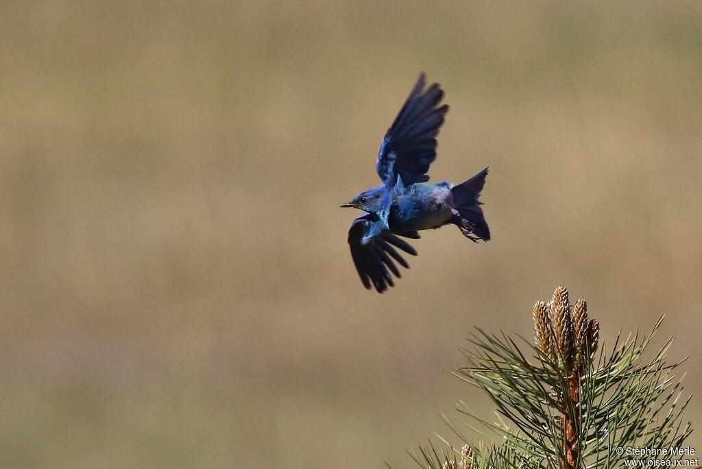 Mountain Bluebird male