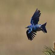 Mountain Bluebird