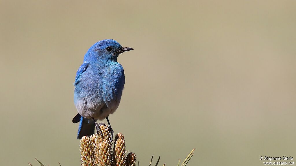 Mountain Bluebird male