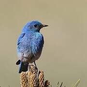 Mountain Bluebird