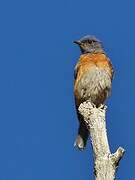 Western Bluebird