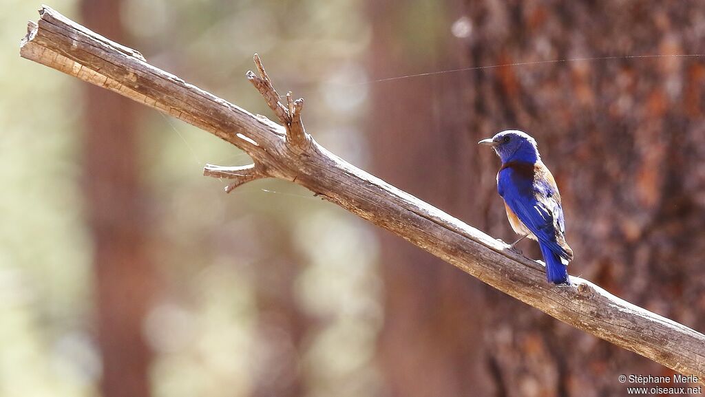 Western Bluebird male