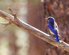 Western Bluebird