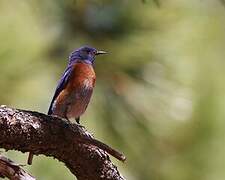 Western Bluebird