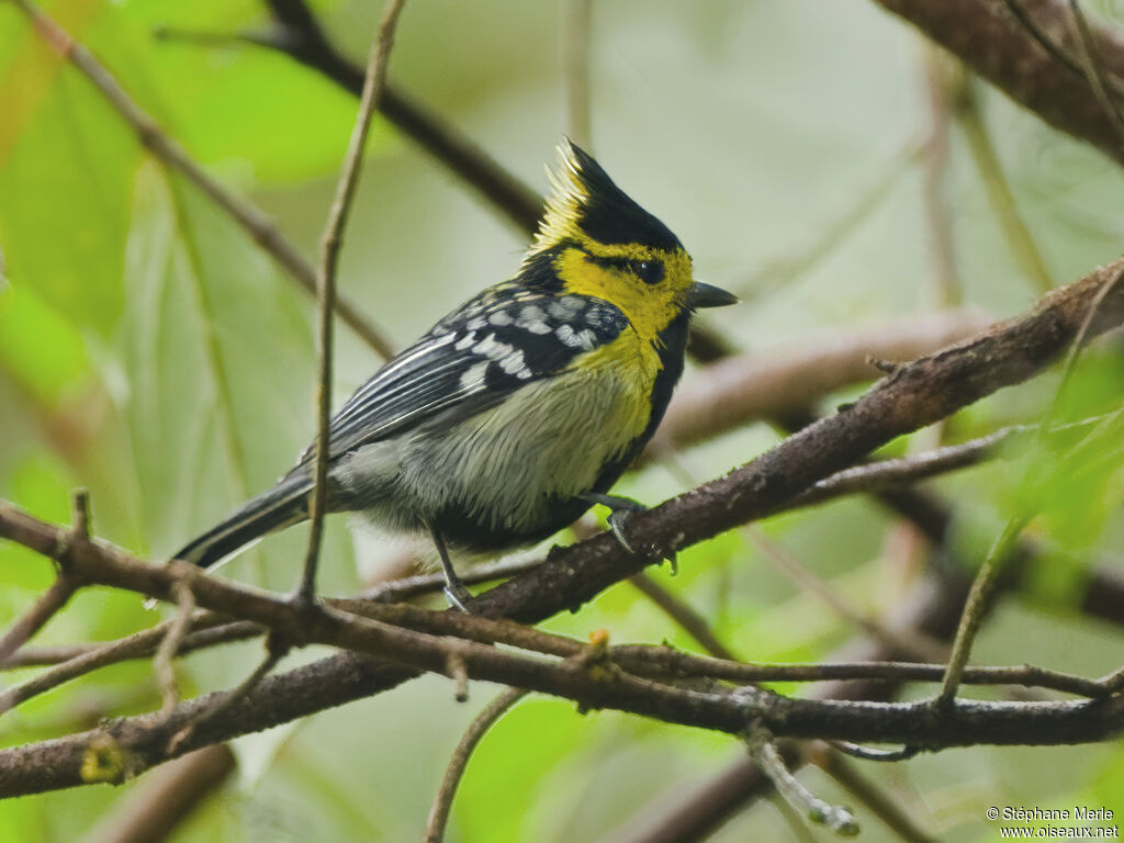 Mésange à dos tacheté
