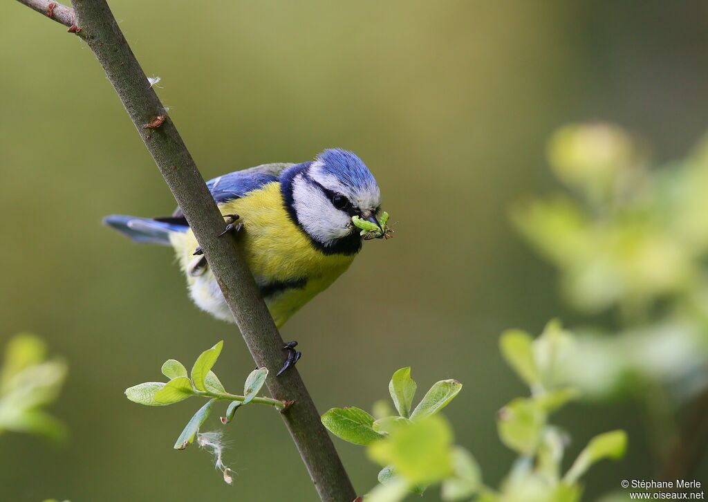 Mésange bleueadulte