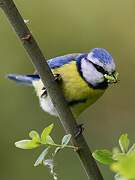 Eurasian Blue Tit