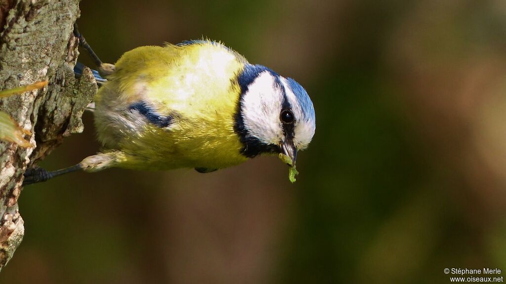 Eurasian Blue Tit