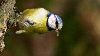 Mésange bleue