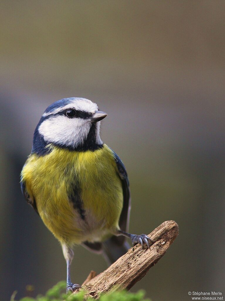 Mésange bleue