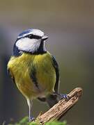 Eurasian Blue Tit