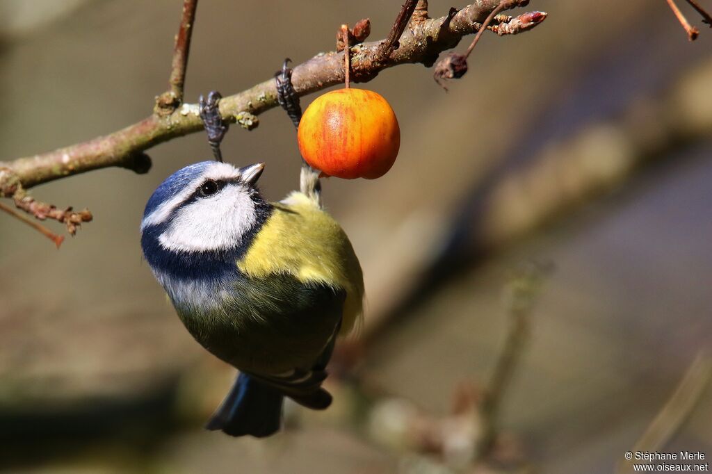 Eurasian Blue Titadult