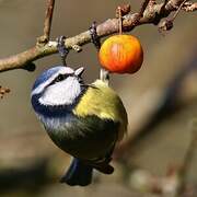 Eurasian Blue Tit