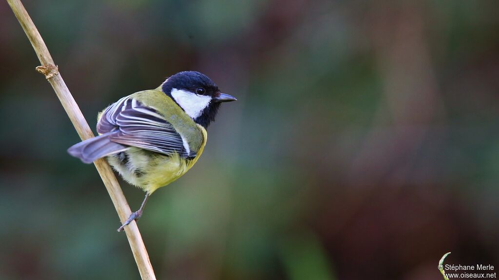 Mésange charbonnièreadulte