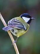 Great Tit