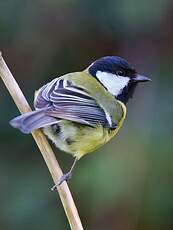 Mésange charbonnière