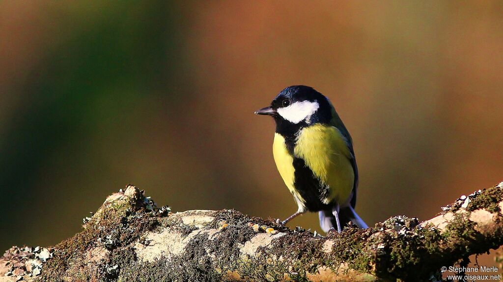 Mésange charbonnièreadulte